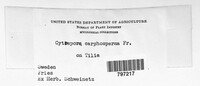 Cytospora carphosperma image